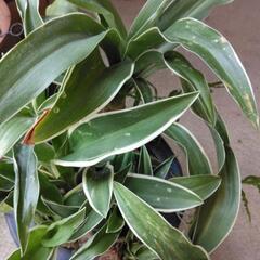 おもと　観葉植物の画像