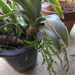 おもと　観葉植物の画像