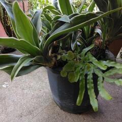 おもと　観葉植物の画像