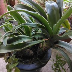 おもと　観葉植物の画像