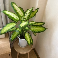 観葉植物🪴の画像