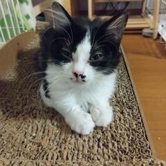 長毛ハチワレです。