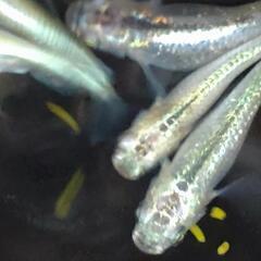 目高【メダカ】善通寺メダカ様血統ガブリエル2ペア＋♀1の画像