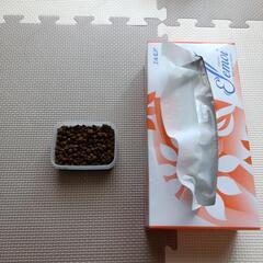イエコの産卵床の画像