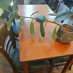 観葉植物(ゴムの木）の画像