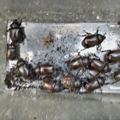 カブトムシ　かぶとむし　能勢産の画像
