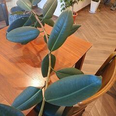 観葉植物(ゴムの木）の画像