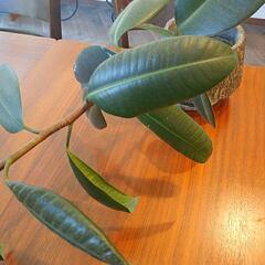 観葉植物(ゴムの木）の画像