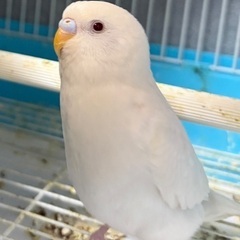 セキセイインコ アルビノ