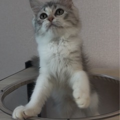 メインクーンの女の子🐱（八王子）