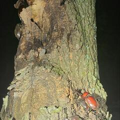 カブトムシペア 差し上げます！ 天然物
の画像