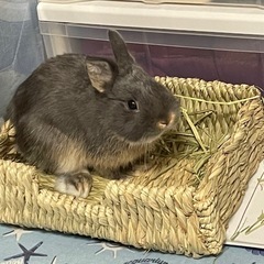 【譲渡先確定】ケージ付き　うさぎ4歳　オス　ネザーランドド…