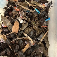 カブトムシ！ご自由にお選びください🙇‍♀️の画像
