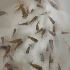 金魚　蝶尾　当歳魚　　某有名品評会入賞魚直仔　1匹の画像