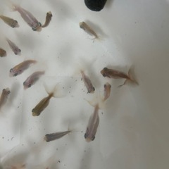 金魚　蝶尾　当歳魚　　某有名品評会入賞魚直仔　1匹の画像
