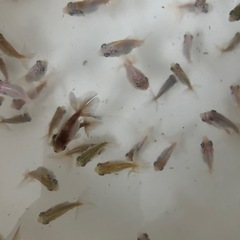 金魚　蝶尾　当歳魚　　某有名品評会入賞魚直仔　1匹の画像