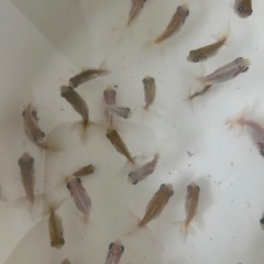 金魚　蝶尾　当歳魚　　某有名品評会入賞魚直仔　1匹の画像