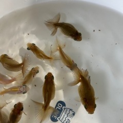 金魚　蝶尾　当歳魚　上物（種用可）某有名品評会入賞魚直仔の画像