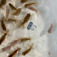金魚　蝶尾　当歳魚　上物（種用可）某有名品評会入賞魚直仔の画像