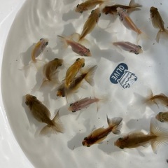 金魚　蝶尾　当歳魚　上物（種用可）某有名品評会入賞魚直仔の画像