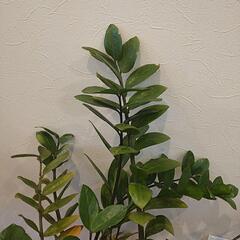 観葉植物(ザミオクルカス）の画像