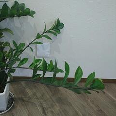 観葉植物(ザミオクルカス）の画像