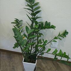 観葉植物(ザミオクルカス）の画像