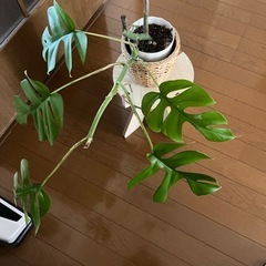 観葉植物モンステラ🪴の画像