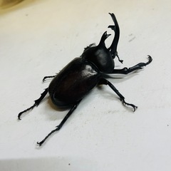 600円~ 国産カブトムシ 奇形 2ペアの画像