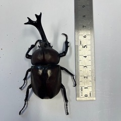 600円~ 国産カブトムシ 奇形 2ペアの画像