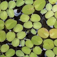 【無料】金曜まで 水草 サルビニ・アククラータの画像