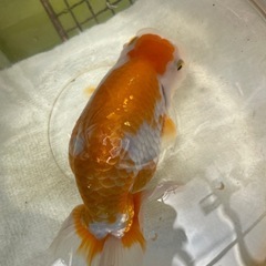 ランチュウの画像