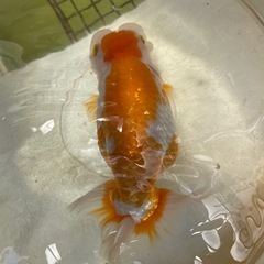 ランチュウの画像