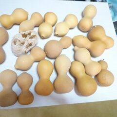 瓢箪（ひょうたん）17個の画像