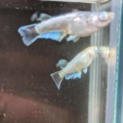 きら星様個体ブリード　ガブリエルメダカ卵35粒の画像