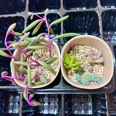 【現品限り】多肉植物 セットの画像