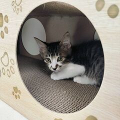 元気いっぱい♡キジ白兄弟😽