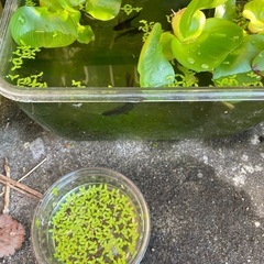 浮水草の画像