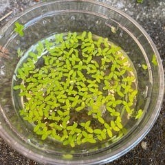 浮水草の画像