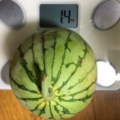 小玉スイカ　無農薬の画像