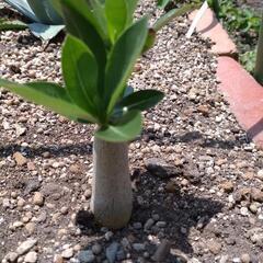 塊根植物　アデニウム②の画像
