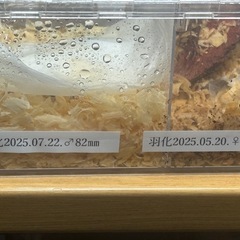 ギラファノコギリクワガタCBF1♂1.♀2で
の画像