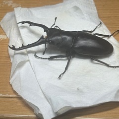 ギラファノコギリクワガタCBF1♂1.♀2で
の画像