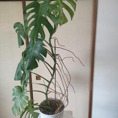 （お話し中）斑入りモンステラ　高さ115cm☓横60cm　の画像