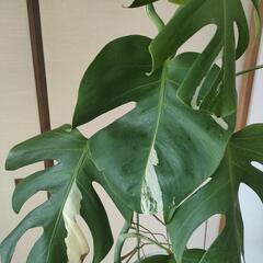 （お話し中）斑入りモンステラ　高さ115cm☓横60cm　の画像