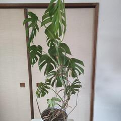 （お話し中）斑入りモンステラ　高さ115cm☓横60cm　の画像
