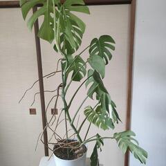 （お話し中）斑入りモンステラ　高さ115cm☓横60cm　の画像