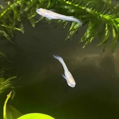 オロチ、楊貴妃、幹之、ピュアホワイトメダカ成魚各4匹の画像