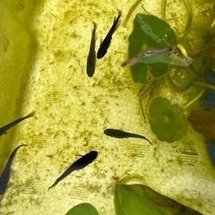 オロチ、楊貴妃、幹之、ピュアホワイトメダカ成魚各4匹の画像
