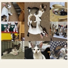 11匹の子猫を個人で保護してます！個人面会も11匹🐾お声掛けお待...